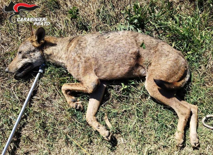 
	Il lupo catturato sulla sponda del torrente Ombrone

