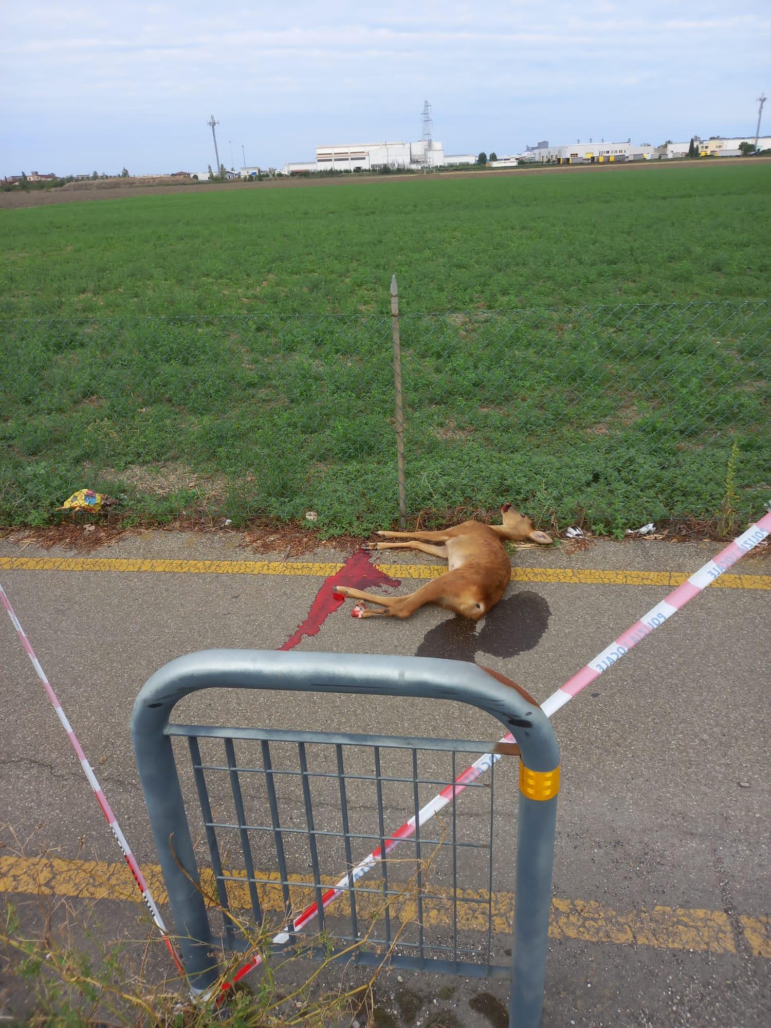 San Felice. Investe un cerbiatto e se ne va