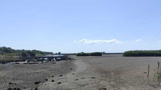 Comacchio, Valle Zavelea è secca: Anguille e cefali morti, via gli uccelli