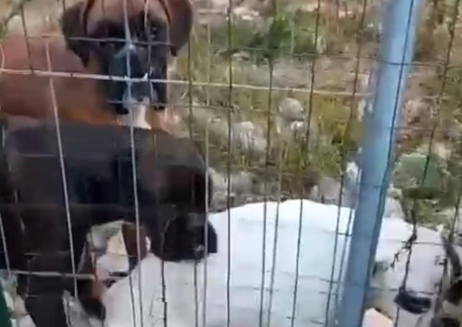 Ambrogio, cani abbandonati nel cortil:e «Presento esposto in Procura»
