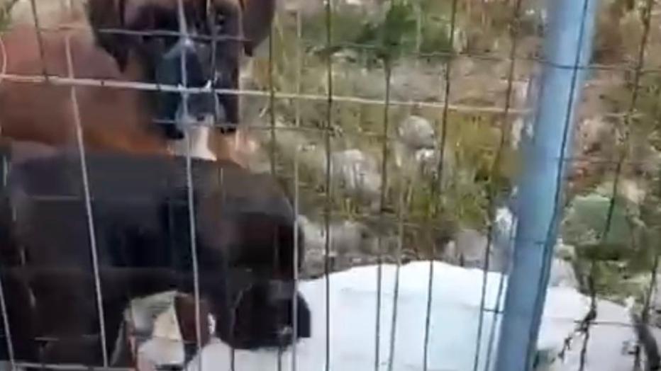 Ambrogio, cani abbandonati nel cortil:e «Presento esposto in Procura»