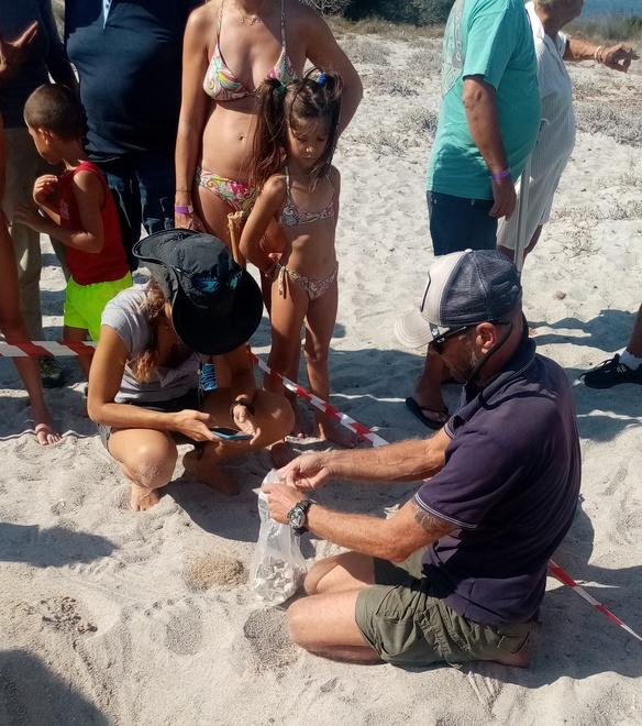 Lu Impostu, la tartarughina Sabina appena nata in viaggio verso il mare