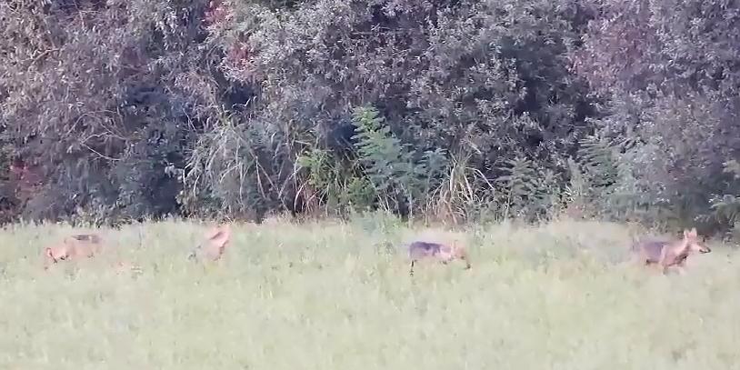 Argenta, i cuccioli di lupo si fanno vedere: i piccoli hanno iniziato a cacciare