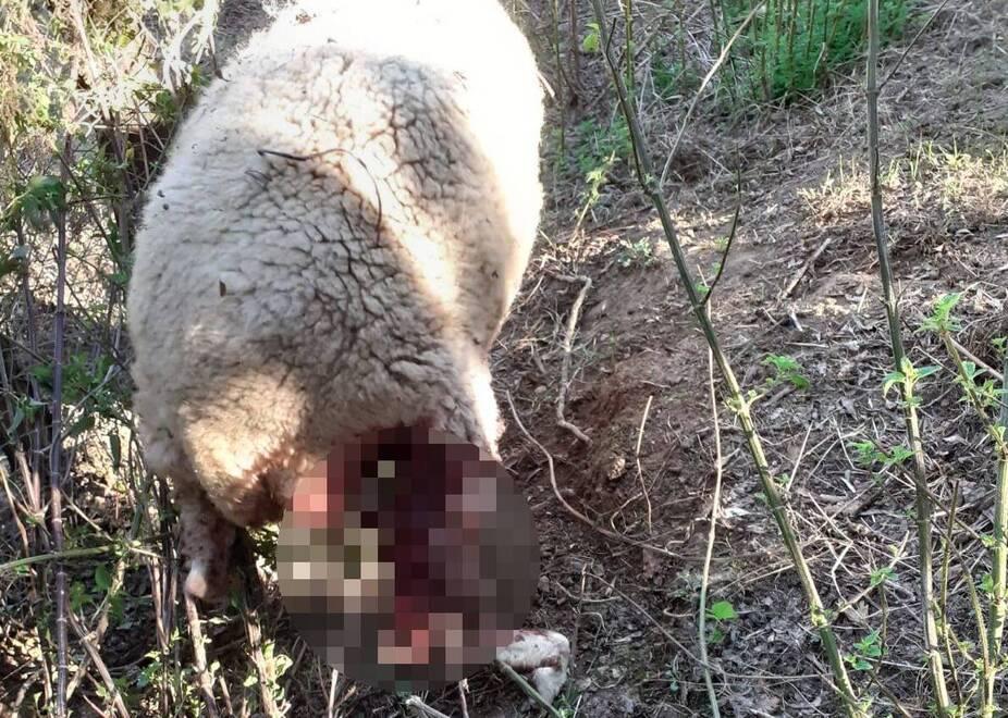 Follonica, a macello 200 pecore: «Allevatore in lacrime»