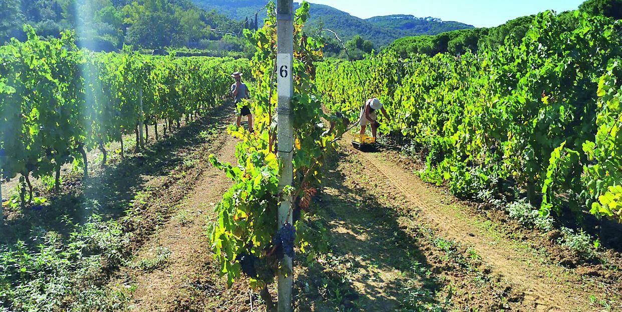 Portoferraio, al via una vendemmia “difficile”: «Ma il vino sarà di buona qualità»