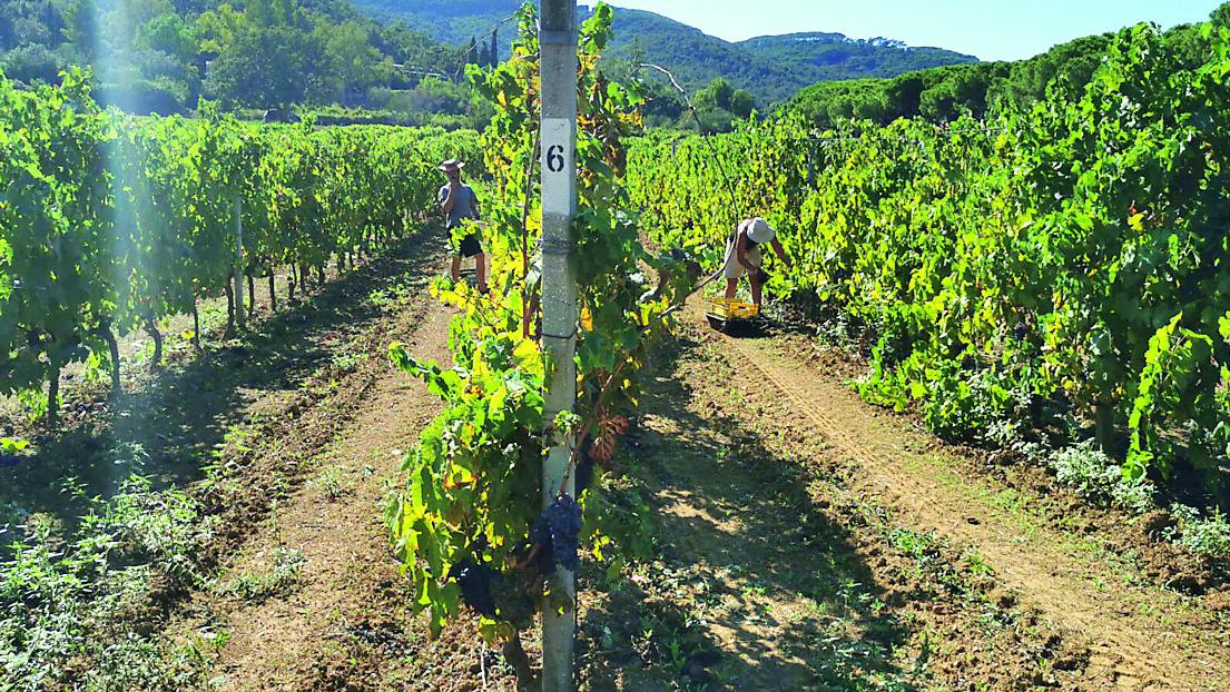 Portoferraio, al via una vendemmia “difficile”: «Ma il vino sarà di buona qualità»