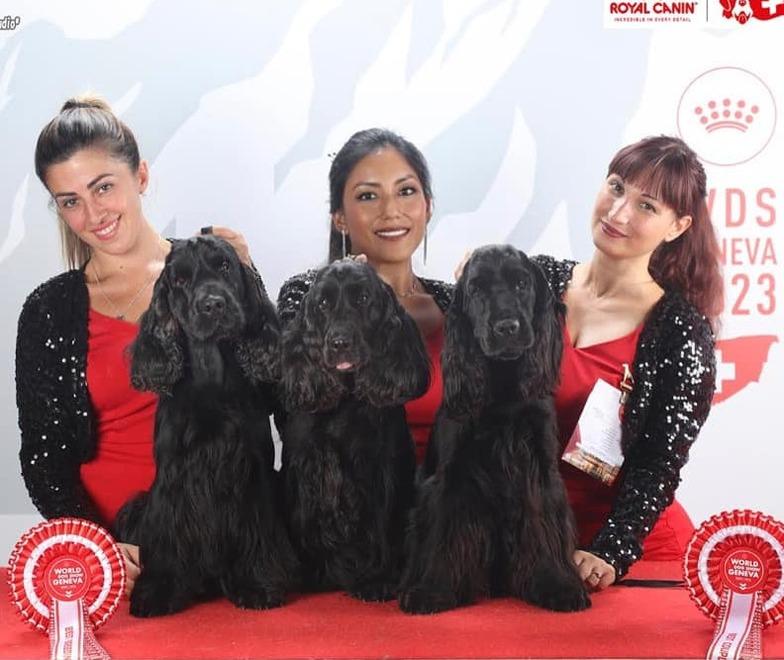 «Rollo, Blue e Dodò: i miei amati cocker diventati i più belli del mondo» 