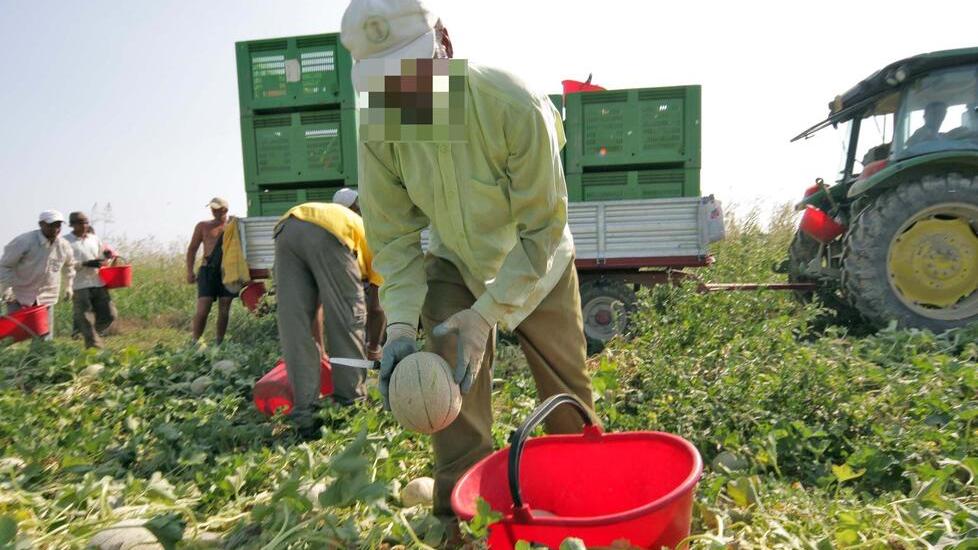 Il decreto flussi? «Non basta, quasi impossibile assumere». In Maremma è sos braccianti