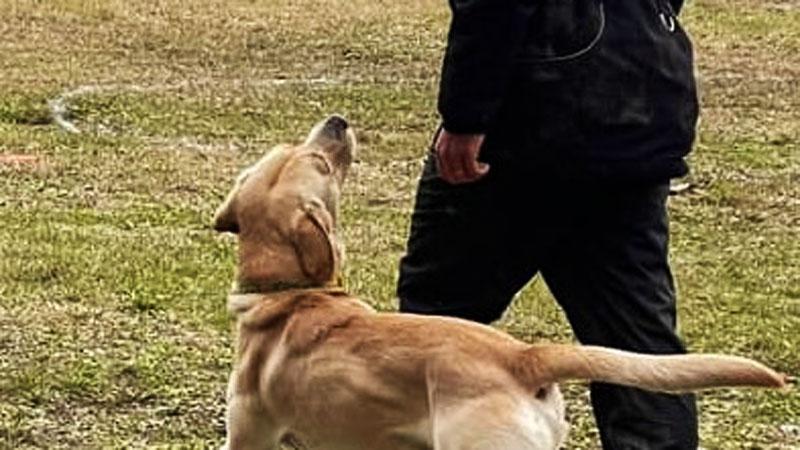 Grosseto, c’è il corso per dog-sitter: lezioni e attestato per 30 candidati. Ecco come partecipare