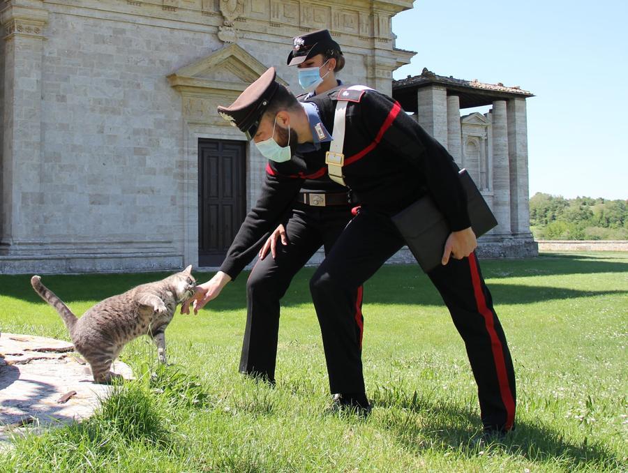 Non sopporta i gatti della vicina, denunciato un impiegato di Villasor: ne avrebbe avvelenato uno e tentato di farlo con altri 3