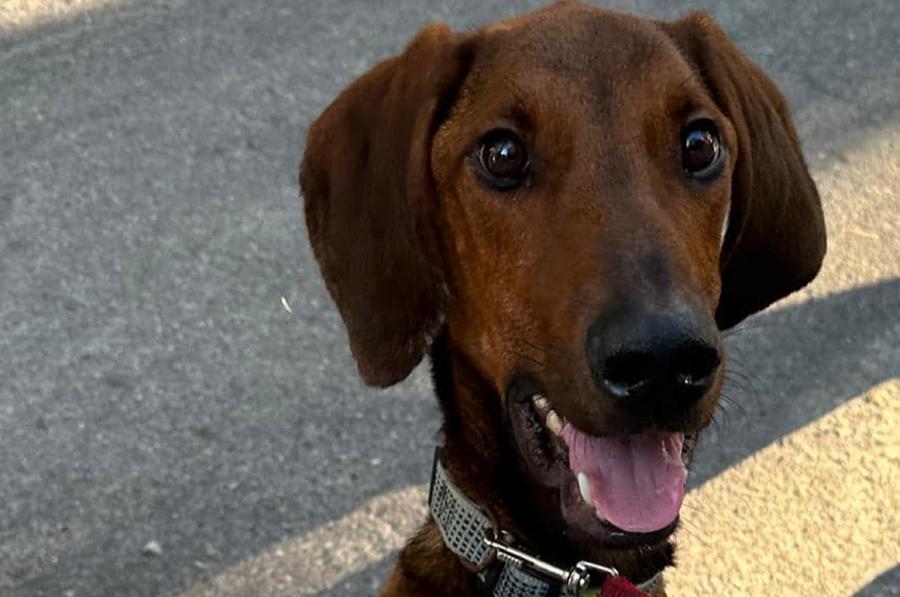 
	Il cane salvato

