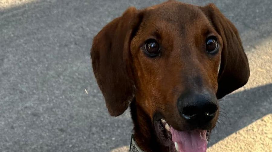 Il cane salvato