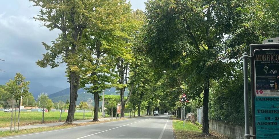 A Pietrasanta 300 alberi a rischio abbattimento: ecco cosa sta succedendo in Viale Apua