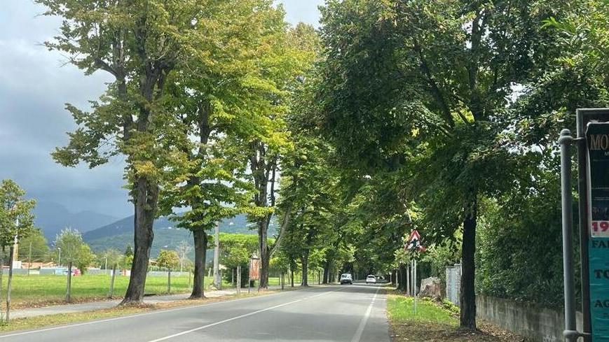 A Pietrasanta 300 alberi a rischio abbattimento: ecco cosa sta succedendo in Viale Apua