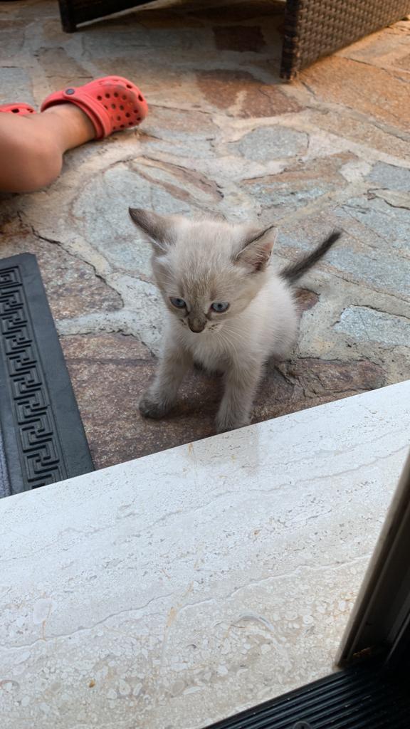 Cala Gonone, una minicrociera come ricompensa a chi ritrova un gattino sparito