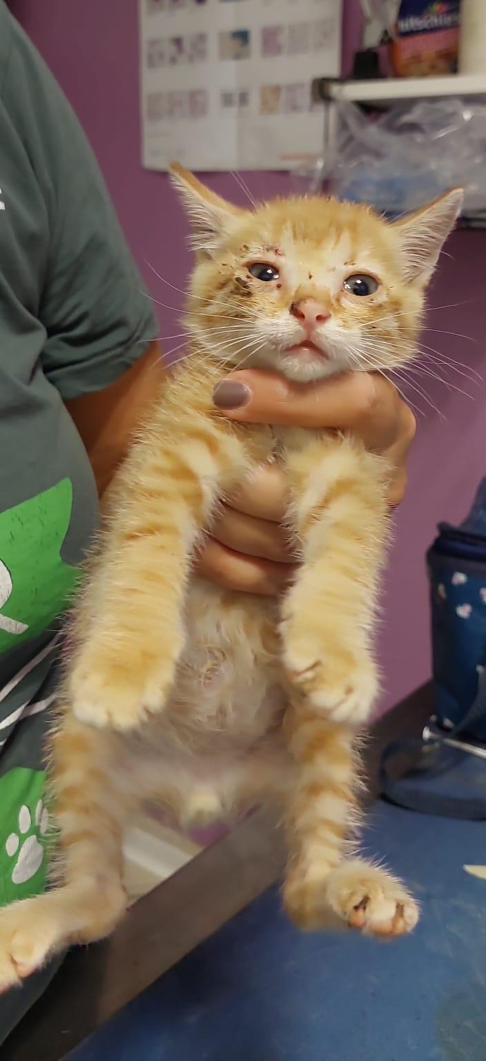 Gattini trovati con la coda strappata