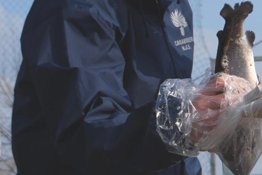 Cagliari, 250 chili di pesce  sequestrati in un ristorante cinese