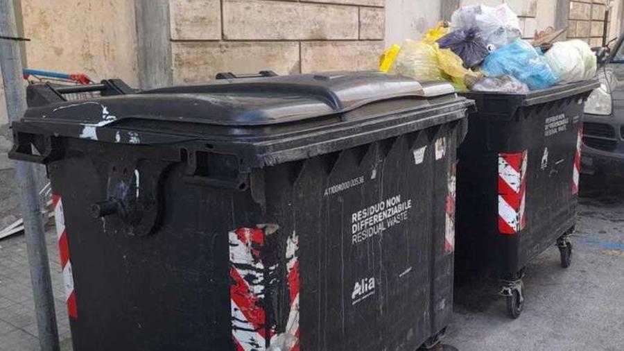 Gatto nel cassonetto salvato da una passante a Montecatini: «Ho sentito miagolare»