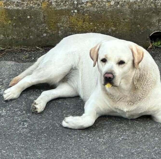 A Pavullo e Serra strage di cani sbranati dai lupi: dieci vittime nel giro di un mese<br>
