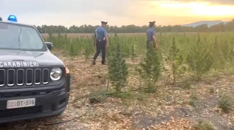 
	I carabinieri nel campo sequestrato

