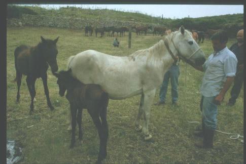 
	Cavalli del Sarcidano a Funtanamela

