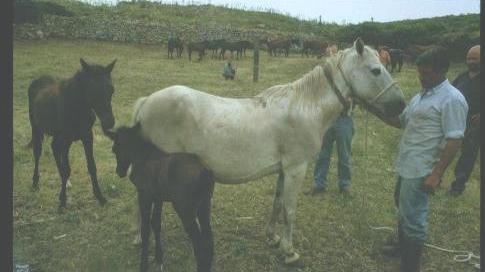 
	Cavalli del Sarcidano a Funtanamela


