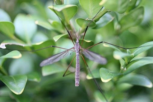 Modena. West Nile, muore una 82enne