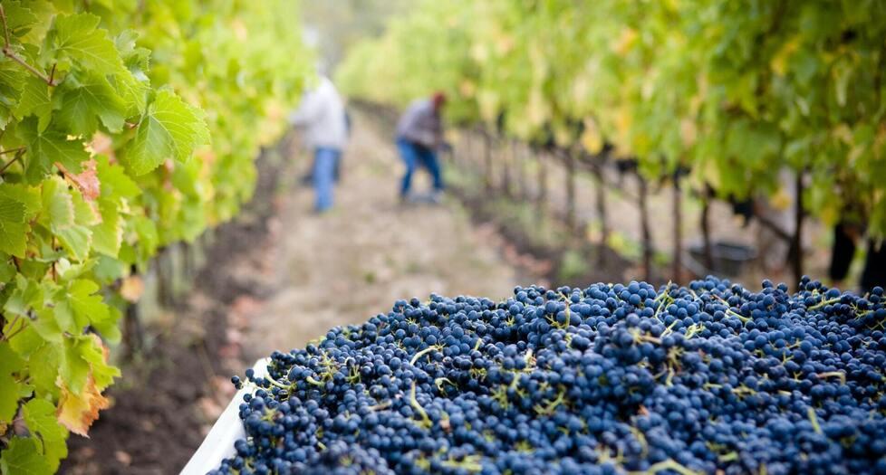Grosseto, le uve a bacca rossa resistono: funghi, insetti e meteo piegano (ma non spezzano) la raccolta