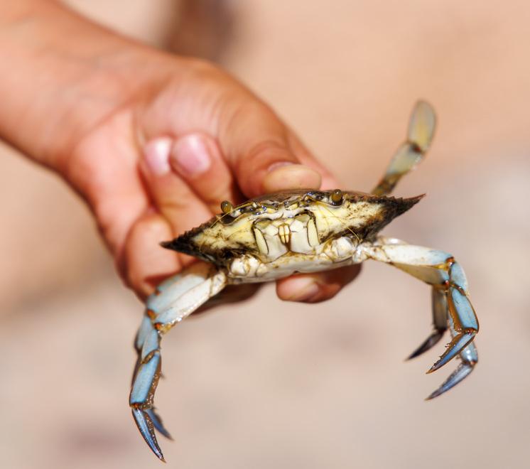 Goro, prima tesi sul famelico granchio blu: «Dai pescatori ho solo da imparare»