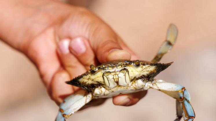 Goro, prima tesi sul famelico granchio blu: «Dai pescatori ho solo da imparare»