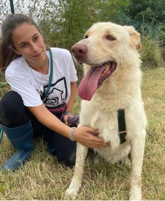 Modena. Cani e gatti, boom di rinunce<br>
