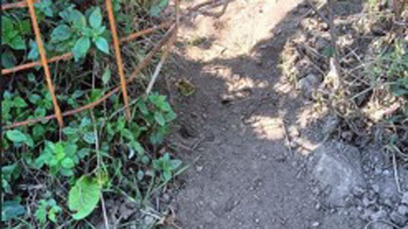 Elba, installa il recinto anti cinghiali ma gli animali entrano lo stesso