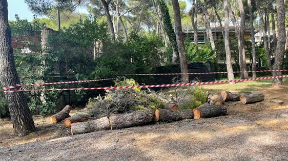 Castiglioncello, altri grandi alberi nella pineta dei Macchiaioli. Verranno sostituiti?