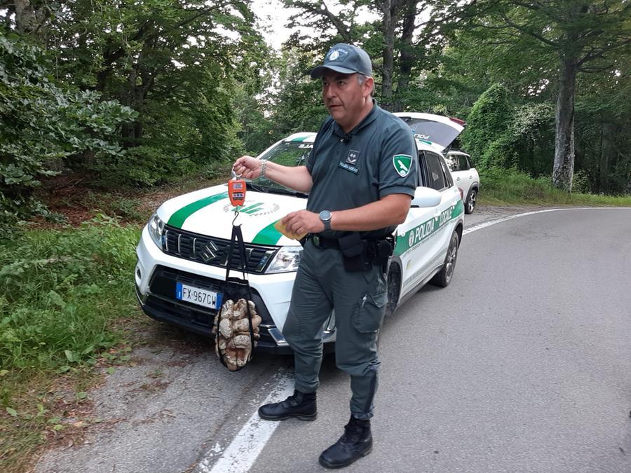 Raccolta dei funghi in Appennino: due multe per mancanza del tesserino