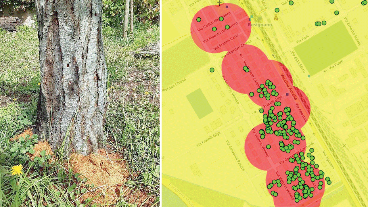 Rosignano, decine di piante da abbattere prima della nuova primavera per l'infestazione