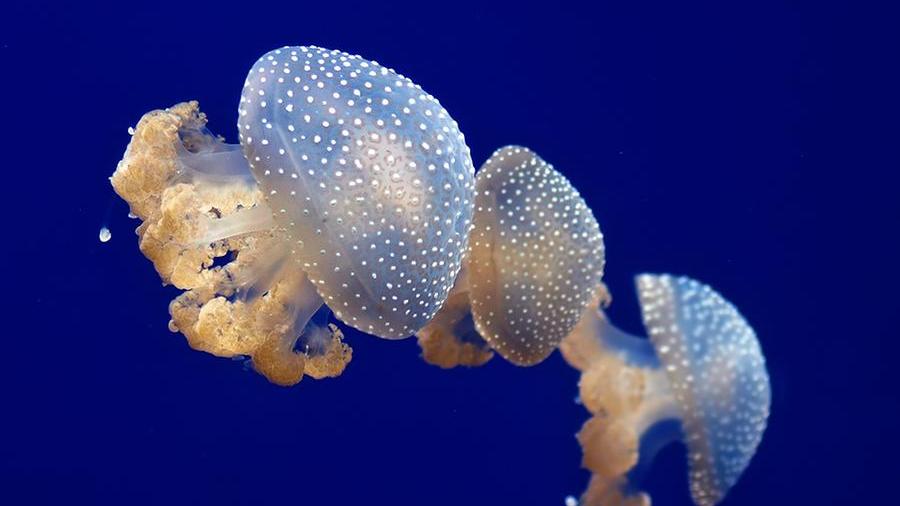 (foto Tierpark Hagenbeck)