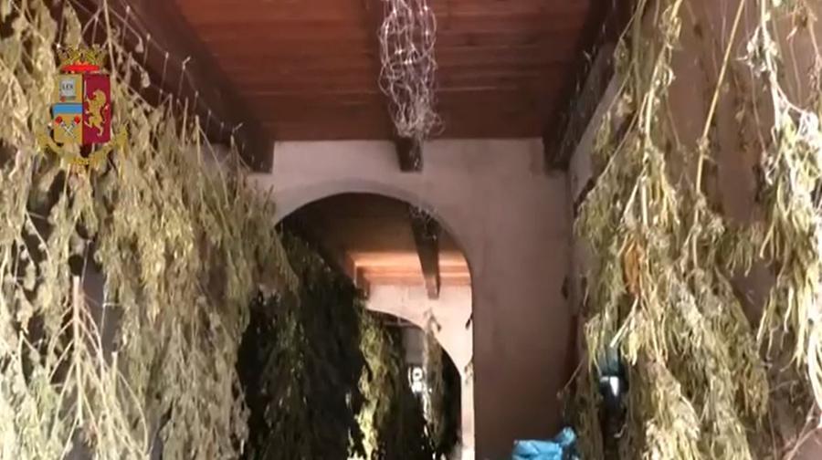 Scoperta una piantagione di marijuana nelle campagne di Gonnesa