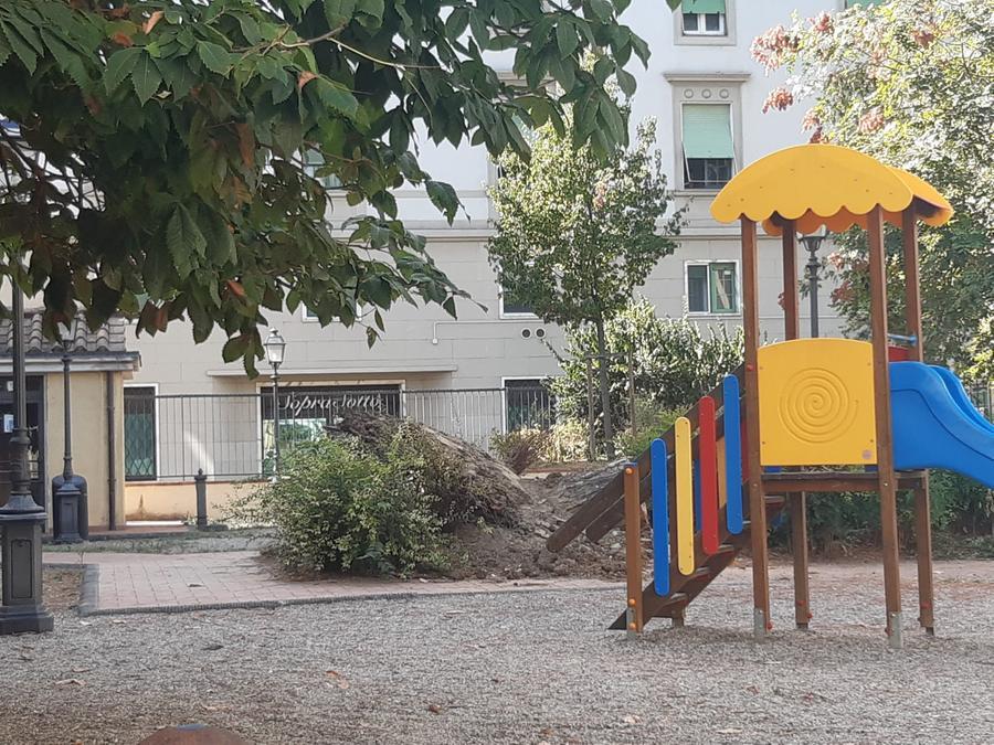 Firenze, crolla un pino in piazza dei Ciompi: chiuso il giardino del Gratta