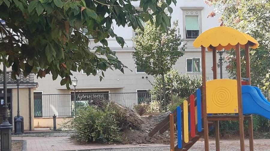 Firenze, crolla un pino in piazza dei Ciompi: chiuso il giardino del Gratta