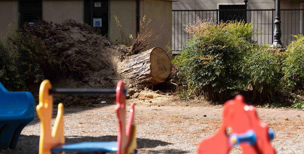 Crolla pino di 20 metri in piazza dei Ciompi 