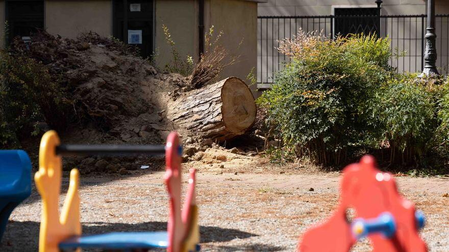 Crolla pino di 20 metri in piazza dei Ciompi