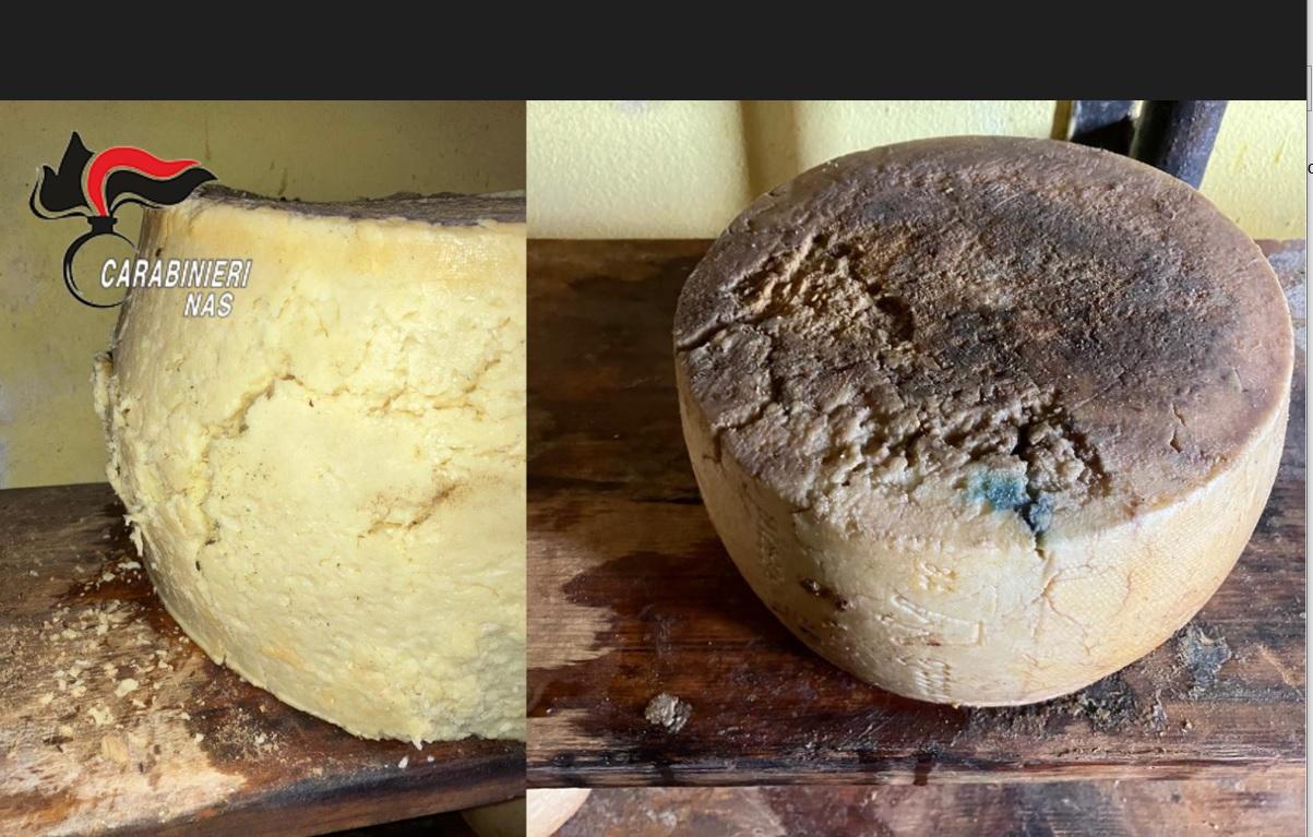 Reggio Emilia, i Nas chiudono un caseificio della val d’Enza: muffa e parassiti nelle forme