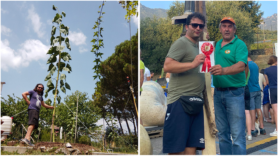 Agliana, Cesare coltiva un girasole di quasi cinque metri e mezzo e si aggiudica il record italiano