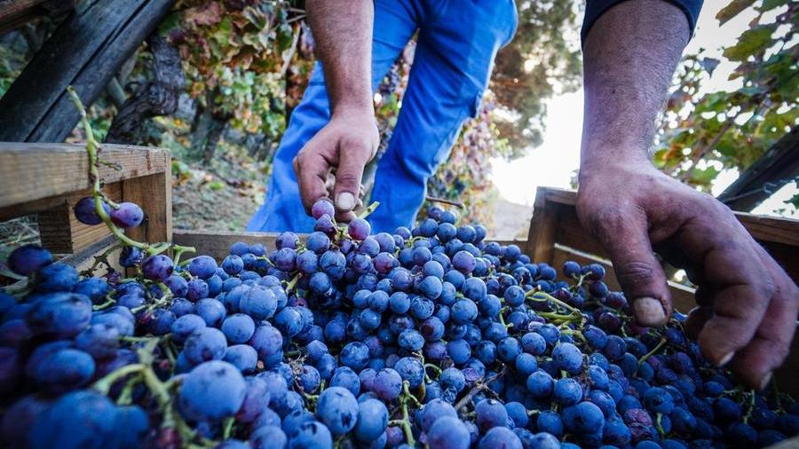 Dalla Gallura alla Marmilla Cantine Aperte in Vendemmia: visite e degustazioni per raccontare il mondo del vino