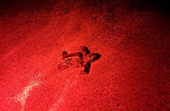 Al Cinquale sono nate 75 tartarughine: la schiusa è da record