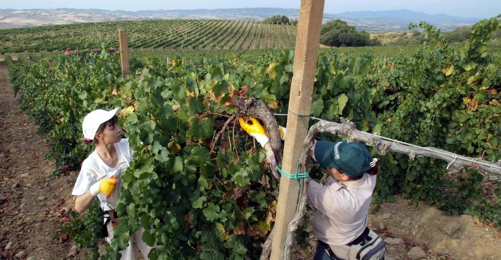 Cantine aperte in vendemmia, da sabato sei appuntamenti nell’isola 