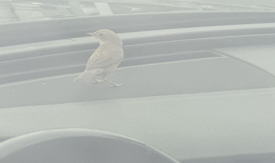 
	L'uccellino chiuso in auto

