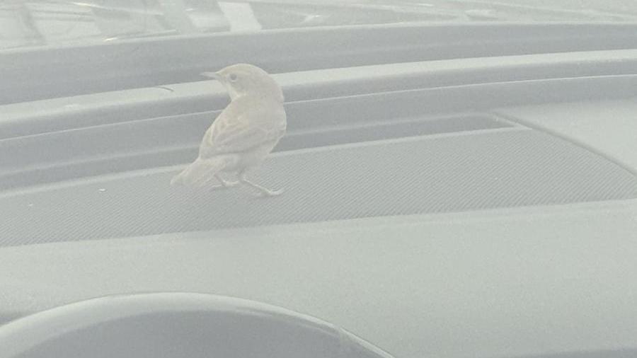 L'uccellino chiuso in auto
