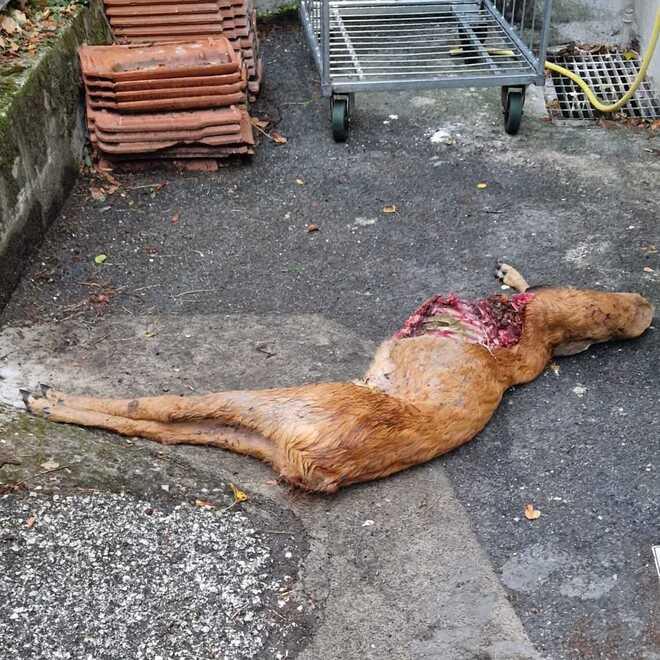 Capriolo sbranato da cinque cani nell’area dell’ospedale di Fivizzano
