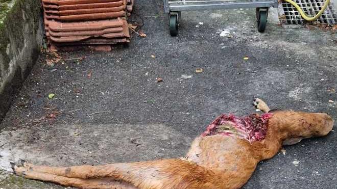 Capriolo sbranato da cinque cani nell’area dell’ospedale di Fivizzano